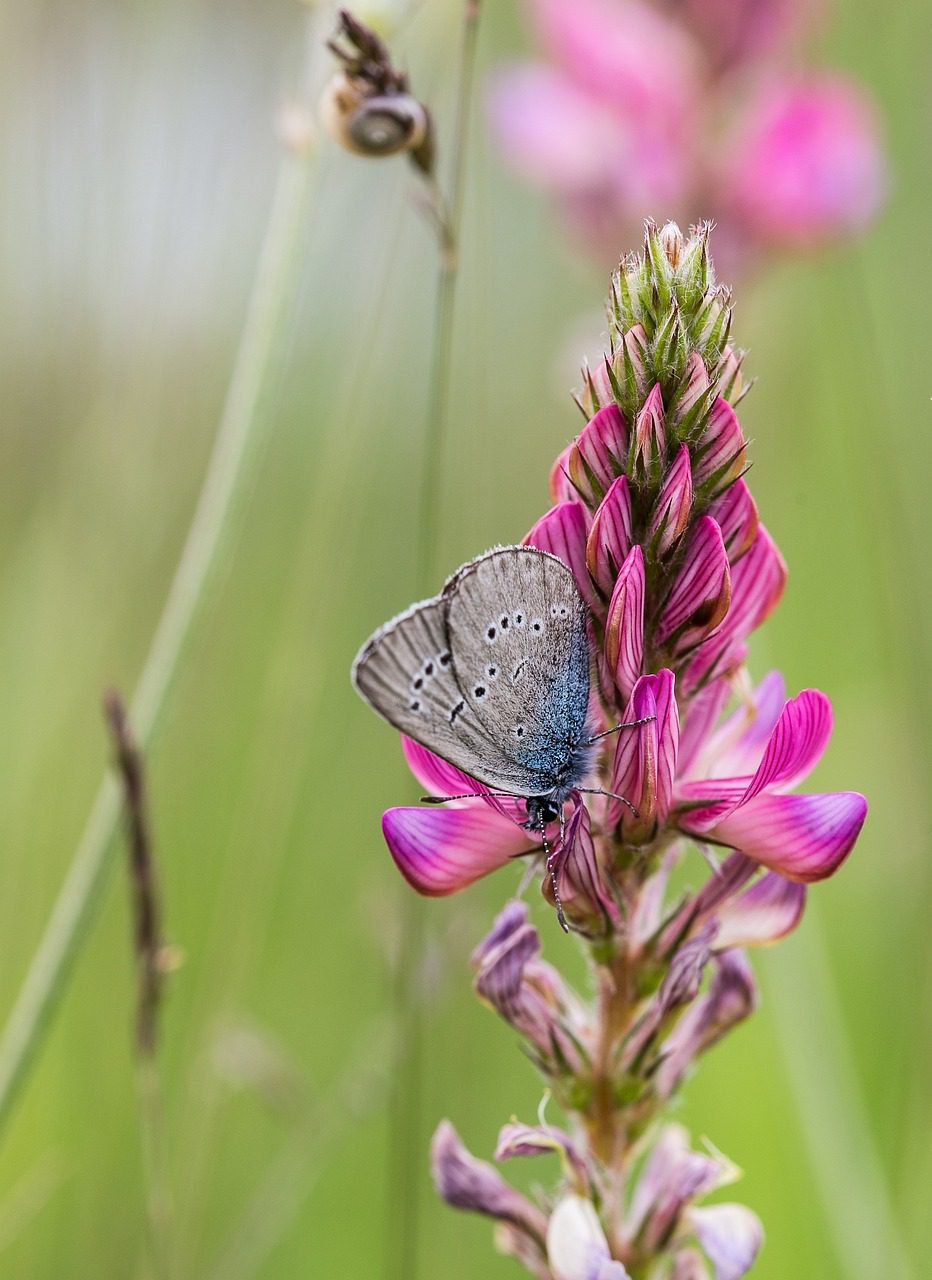 butterfly, common blue, insect-5704690.jpg